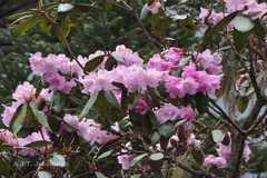Rhododendron campanulatum